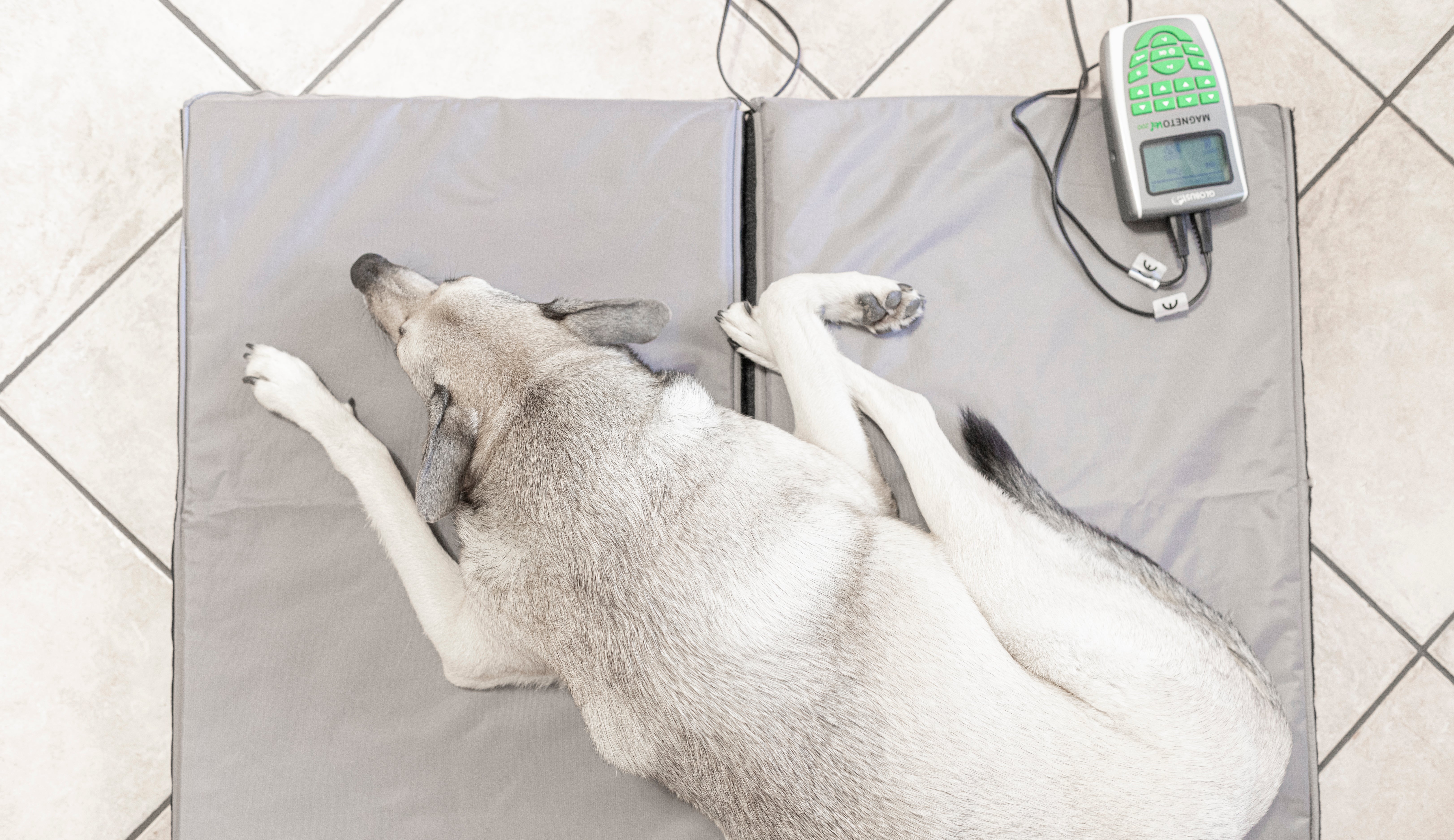 Zubehör für Magnetfeldtherapie Geräte für Tiere