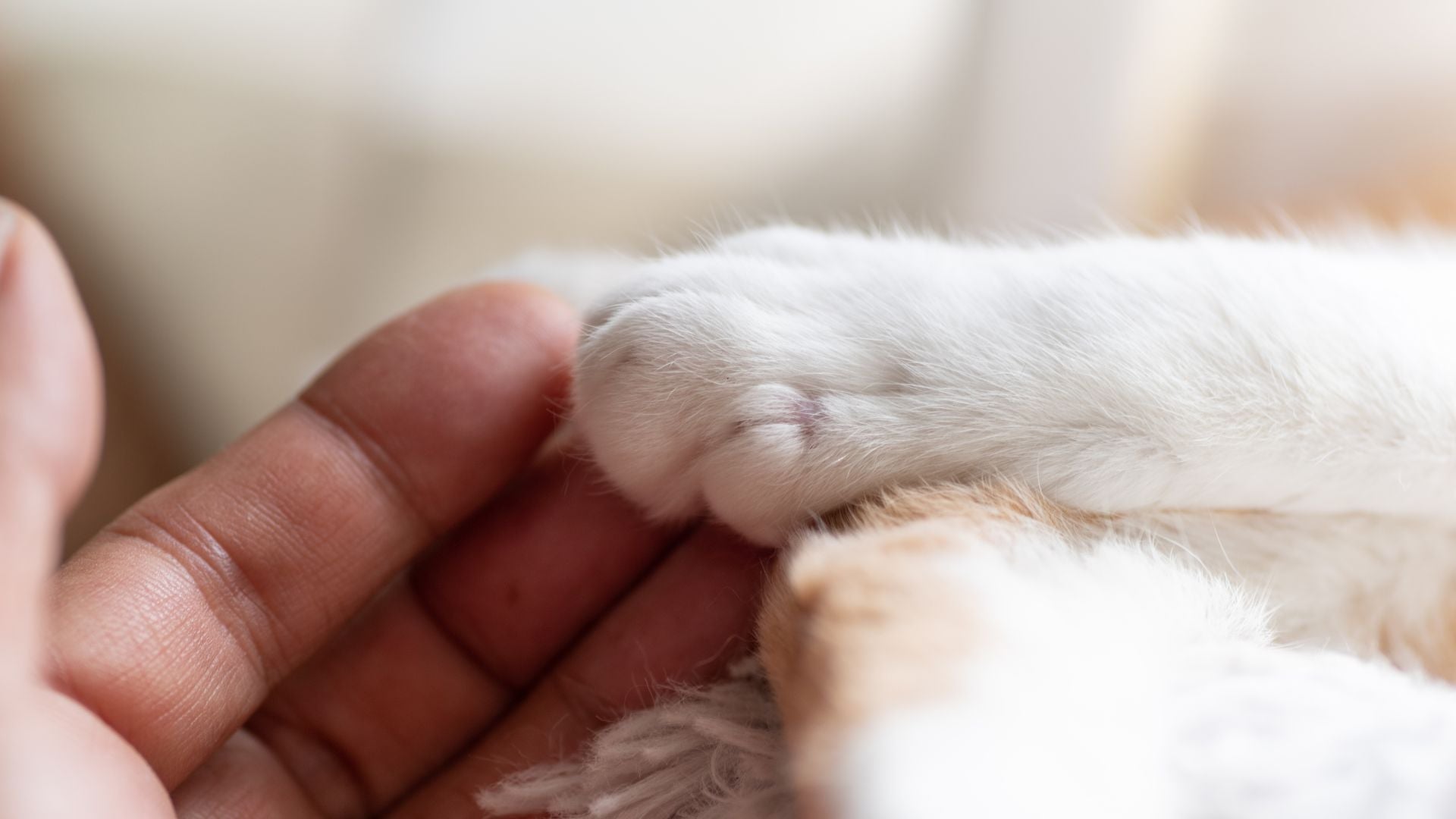 Professionelle Laser-Therapie für Tiere