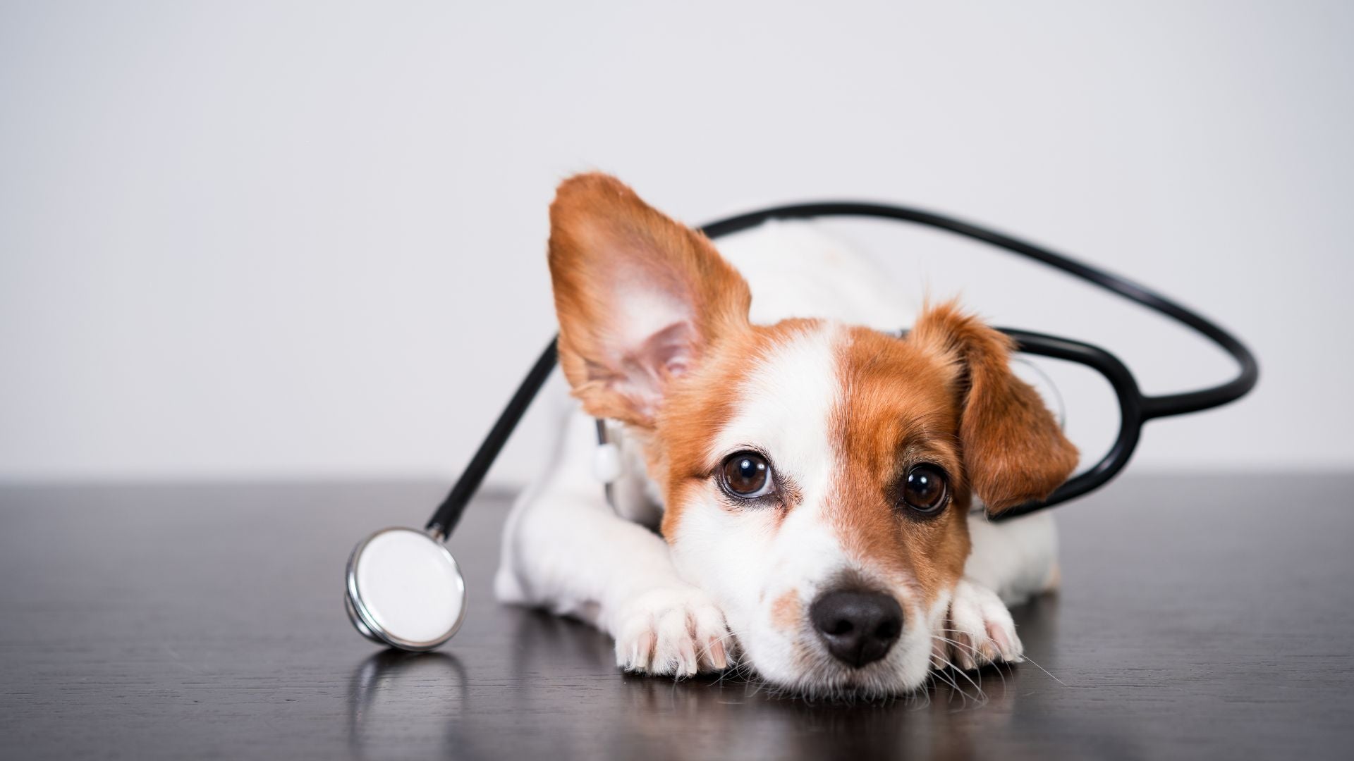 Veterinäre Elektrotherapie Für Zuhause