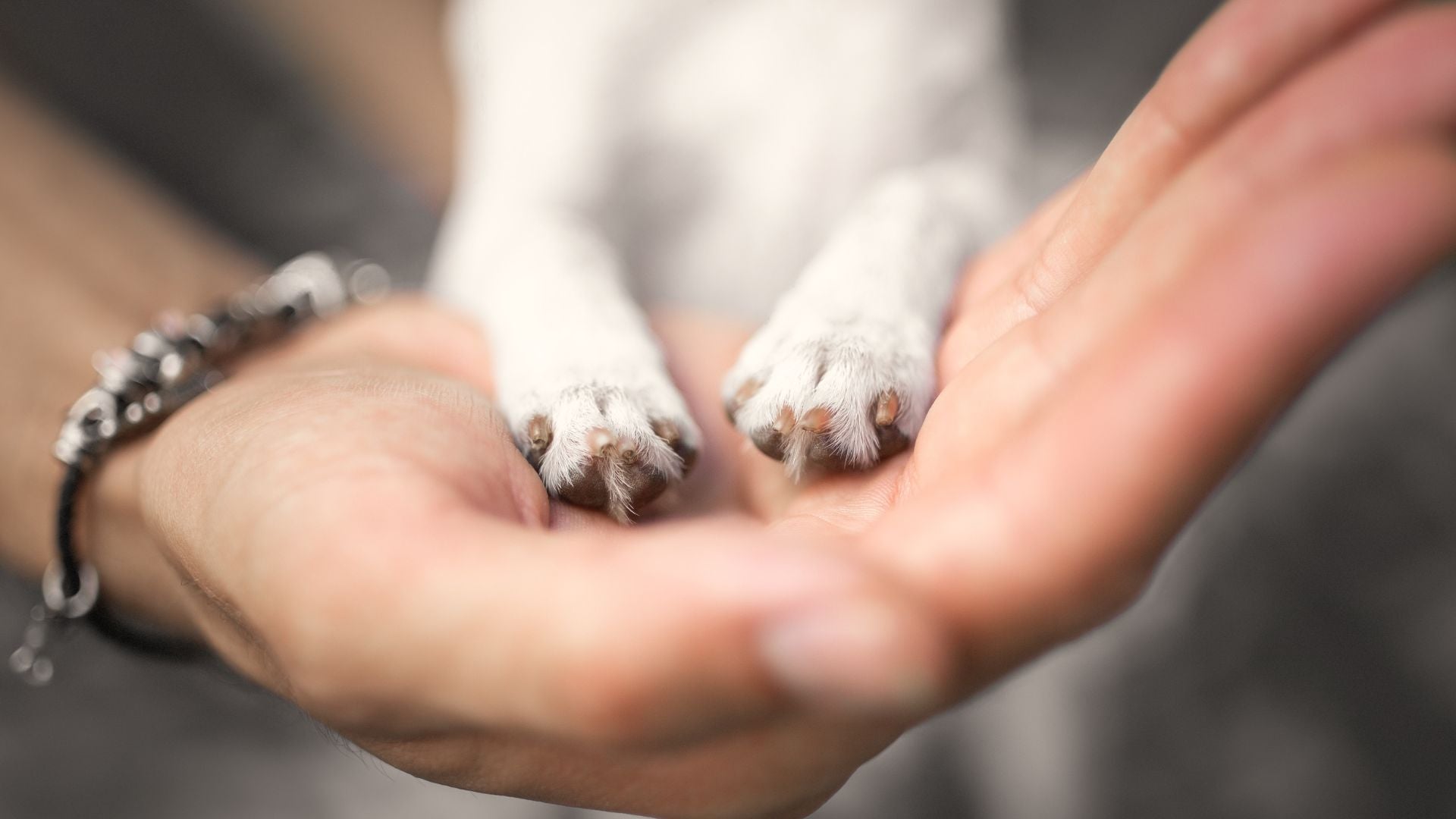 Diathermie / TECAR für Tiere
