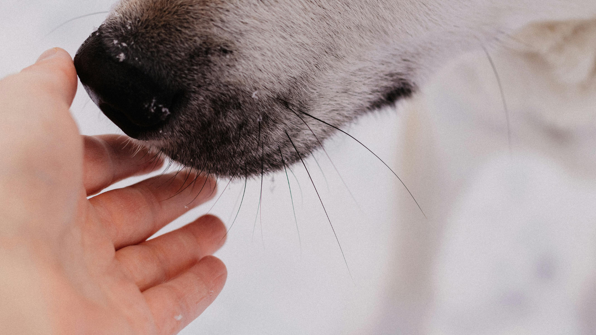 Professionelle Veterinärtherapie