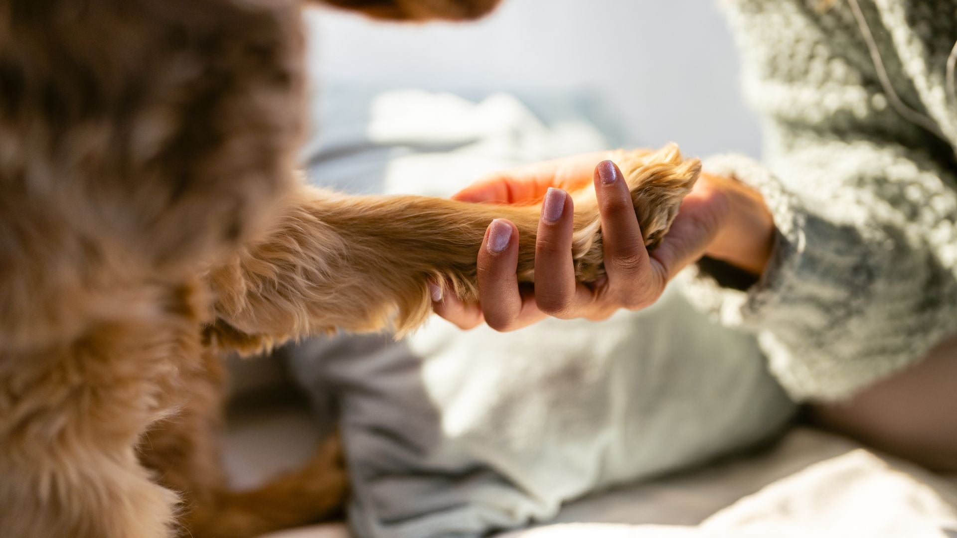 Veterinär Laser-Therapie für Zuhause