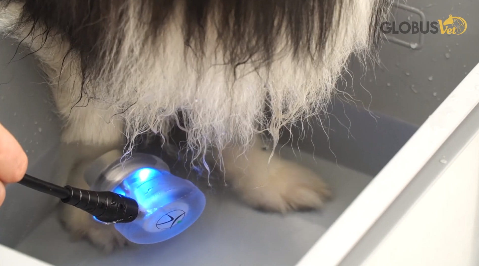 Ultraschall-Therapie Veterinär