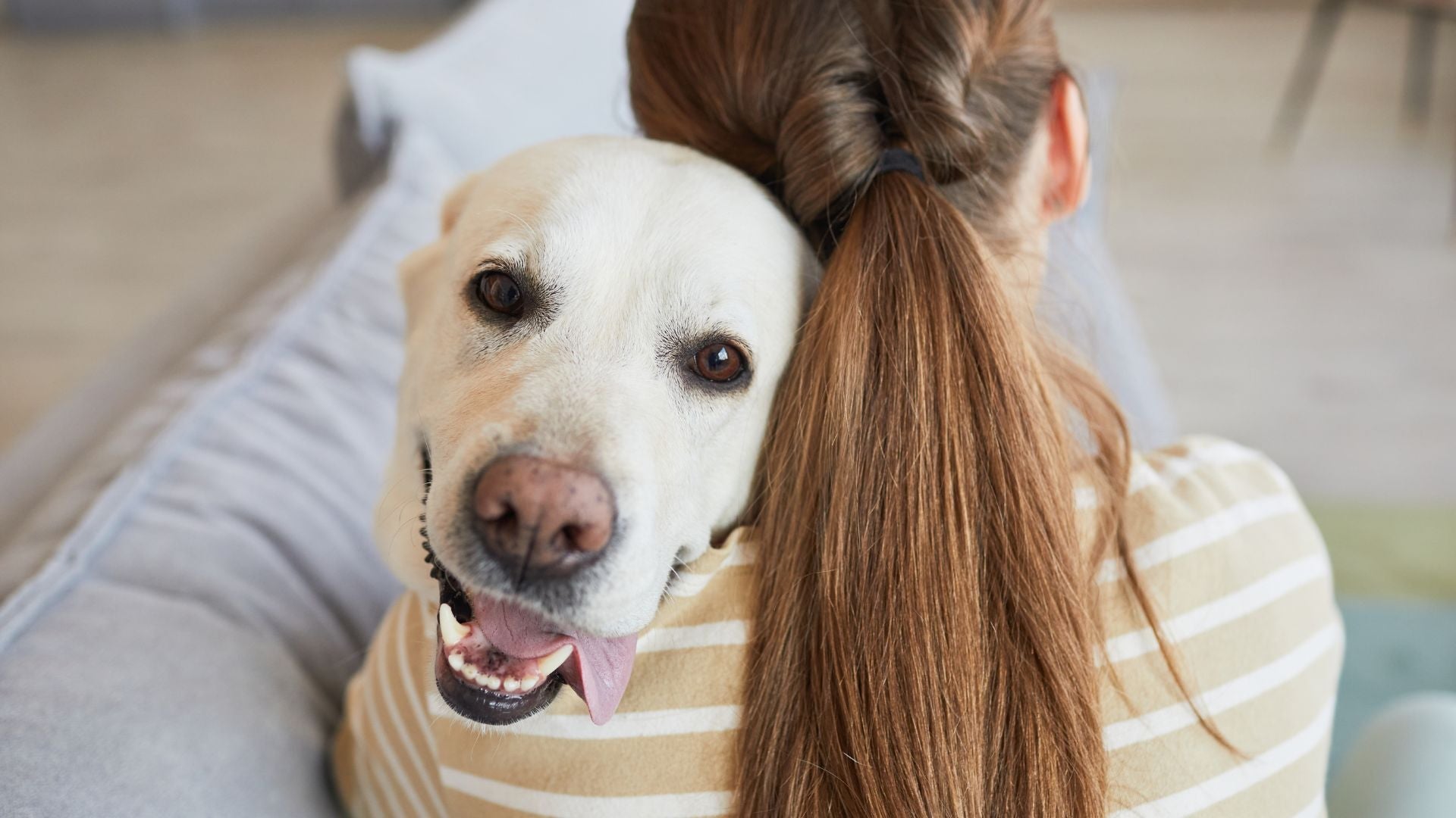 Ultraschall-Therapie Veterinär für zu Hause
