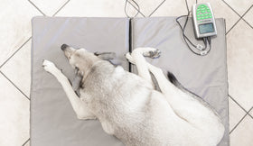 Magnetfeldtherapie-Matte für Tiere – Zubehör zum MagnetoVet 200