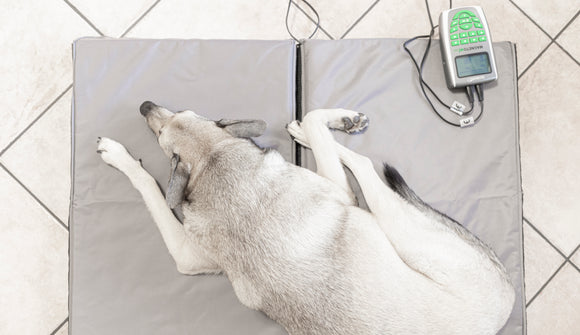 Magnetfeldtherapie-Matte für Tiere – Zubehör zum MagnetoVet 200
