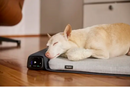 BEMER Dog Comfort - physikalische Gefäßtherapie für Hunde-4