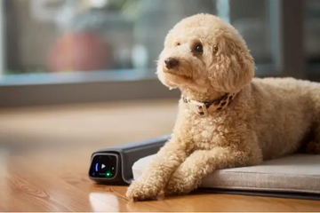 BEMER Dog Comfort - physikalische Gefäßtherapie für Hunde - 0