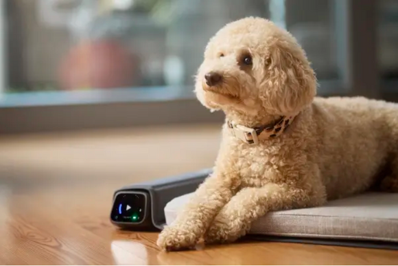 BEMER Dog Comfort - physikalische Gefäßtherapie für Hunde