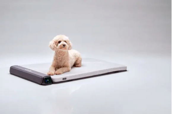 BEMER Dog Comfort - physikalische Gefäßtherapie für Hunde