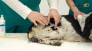Leihgebühr für StimVet 200 - Elektrotherapie Gerät für Tiere-2
