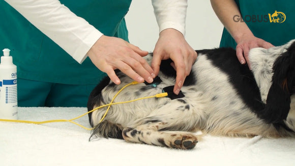 Leihgebühr für StimVet 200 - Elektrotherapie Gerät für Tiere