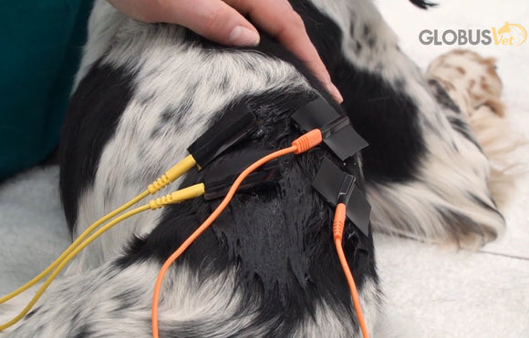 Leihgebühr für StimVet 200 - Elektrotherapie Gerät für Tiere
