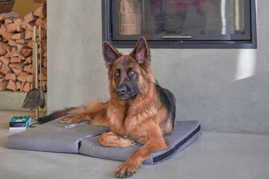 kora-hund-4