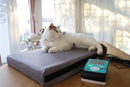 kora-katze