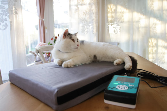 kora-katze