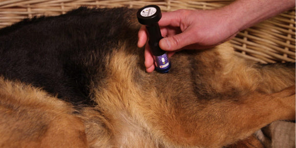 laser-hueftdysplasie-hund