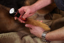 laserbehandlung-tendinitis-hund