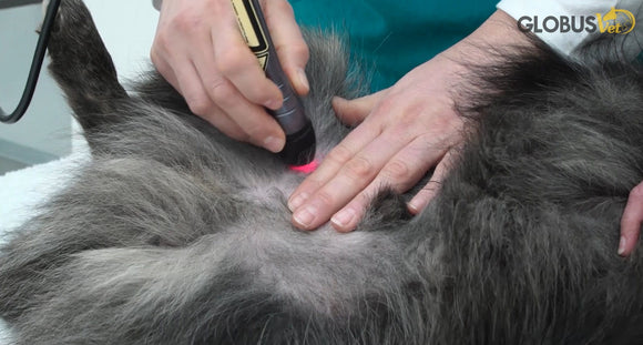 lasertherapie-hund-bursitis