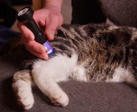 lasertherapiegeraet-katzen