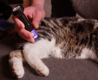 lasertherapiegeraet-katzen