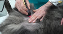 lasertherapie-hund-bursitis