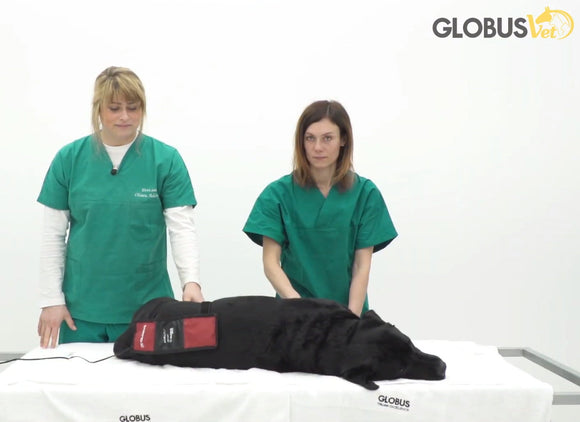 MagnetoVet 200 mit Matte - Magnetfeldtherapie Gerät für Tiere