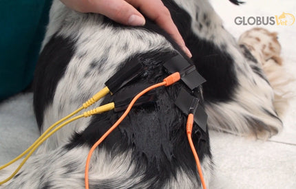stimvet-200-ems-gerat-fur-tierphysiotherapie-3117-5317
