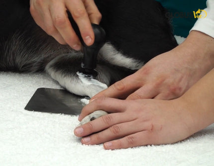 tecarvet-4000-diathermiegerat-fur-tierarzte-3116-3865