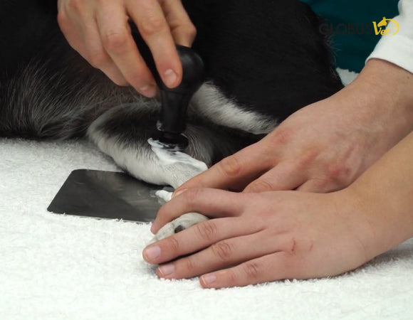 tecarvet-4000-diathermiegerat-fur-tierarzte-3116-3865