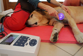 Leihgebühr für UltrasoundVet 4000 - Ultraschallgerät für Klein- und Großtiere - 0