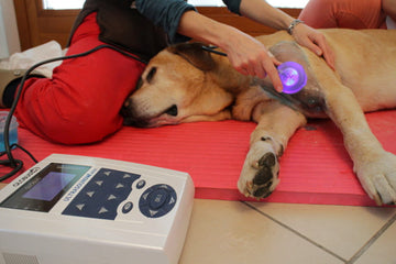 Leihgebühr für UltrasoundVet 4000 - Ultraschallgerät für Klein- und Großtiere - 0
